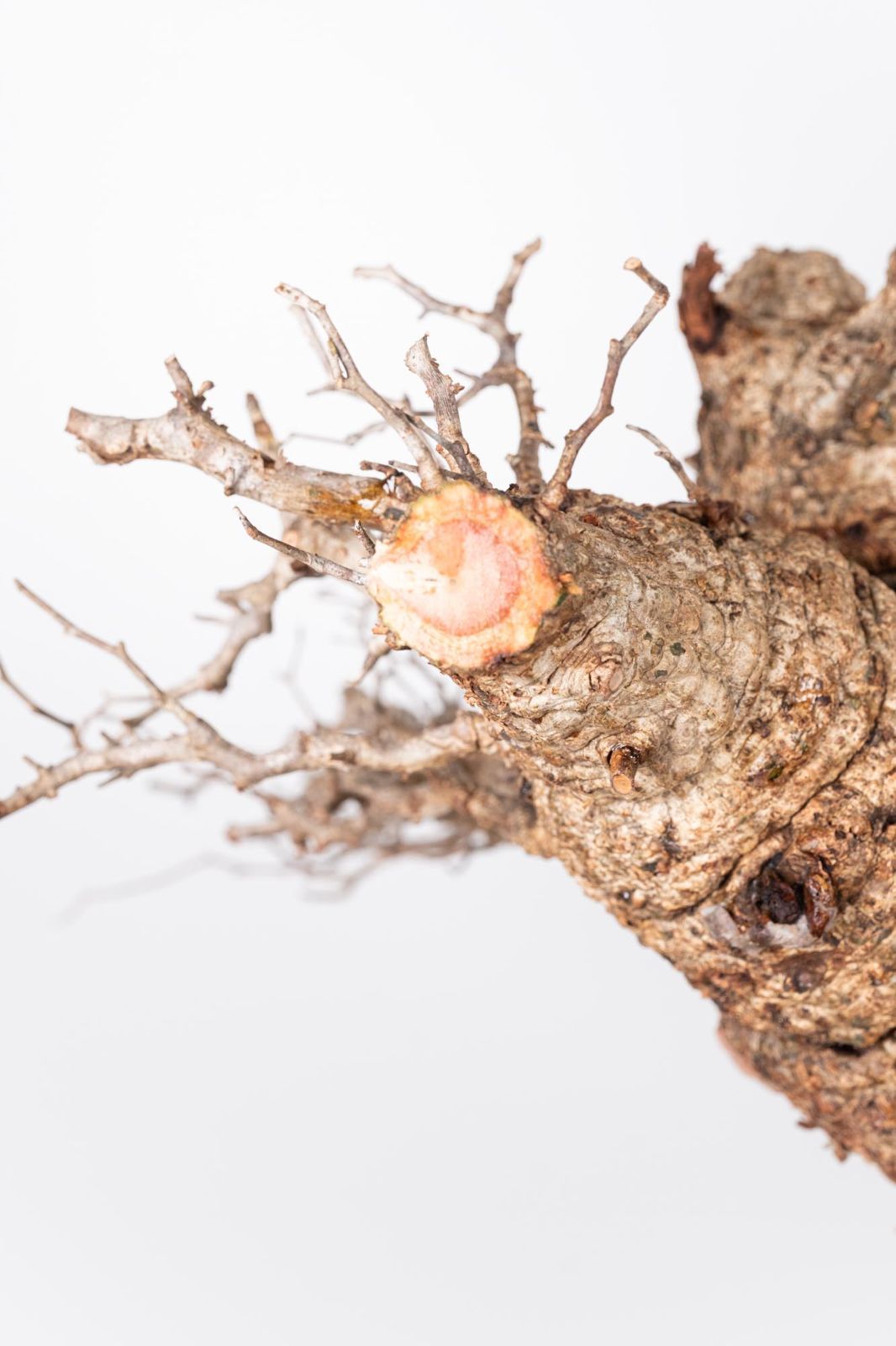 QP83 オペルクリカリア パキプス コーデックス ベアルート株 - メルカリ