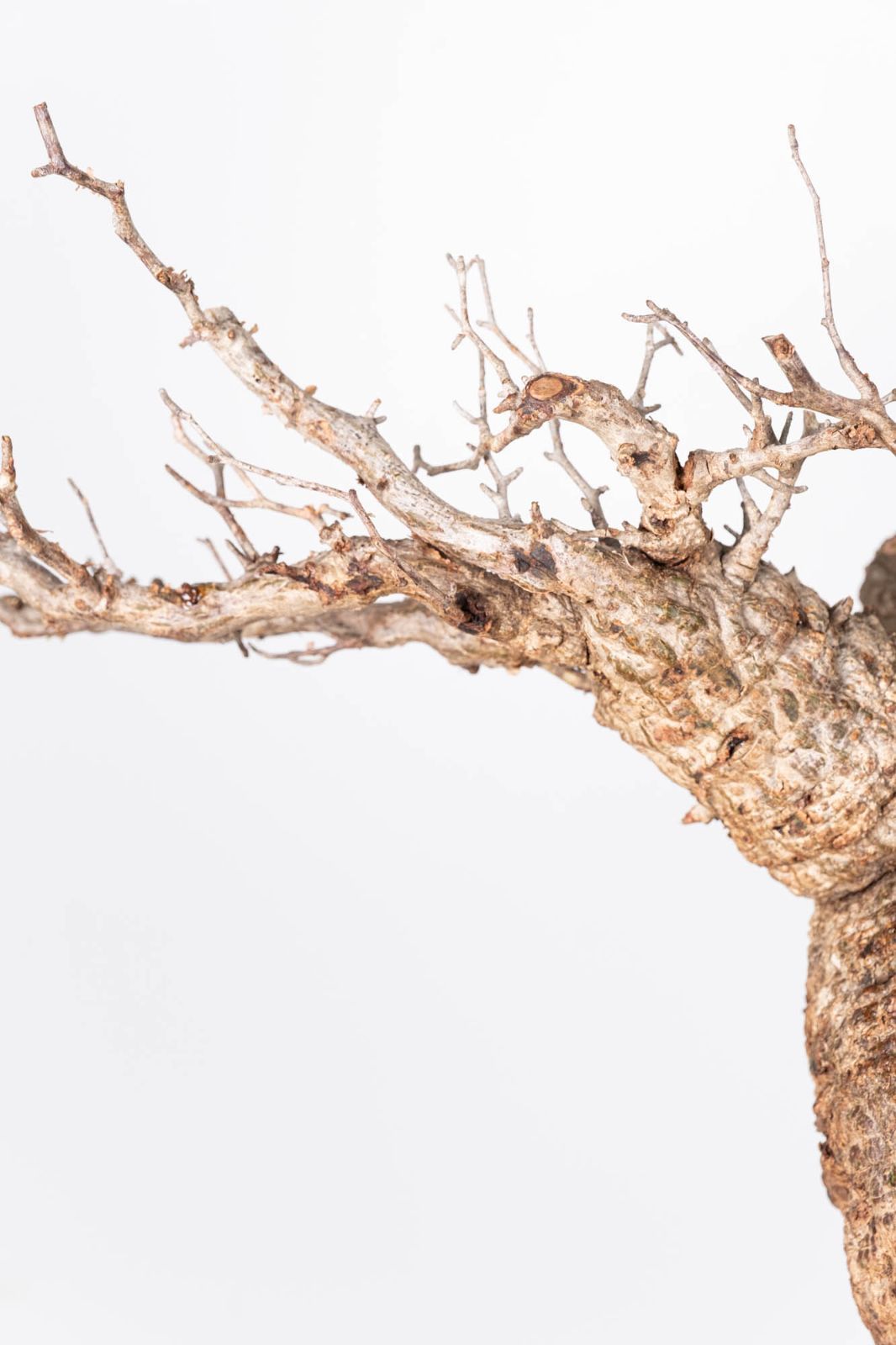 QP83 オペルクリカリア パキプス コーデックス ベアルート株 - メルカリ