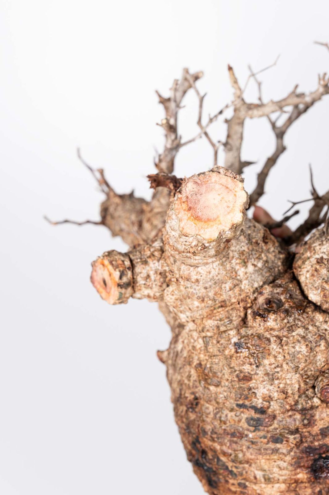 QP83 オペルクリカリア パキプス コーデックス ベアルート株 - メルカリ