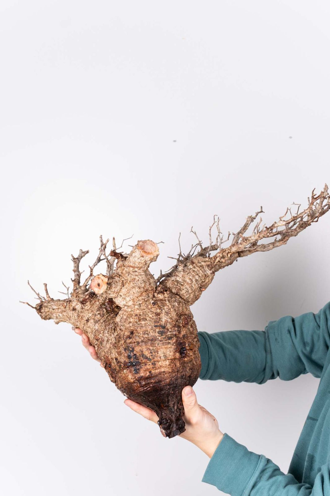 QP83 オペルクリカリア パキプス コーデックス ベアルート株 - メルカリ