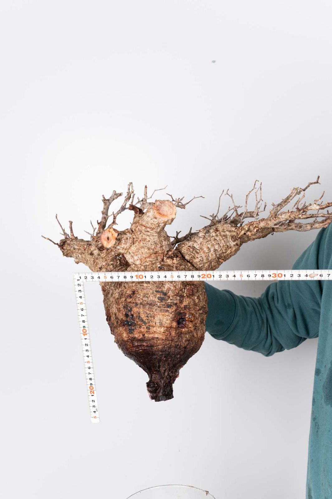 QP83 オペルクリカリア パキプス コーデックス ベアルート株 - メルカリ