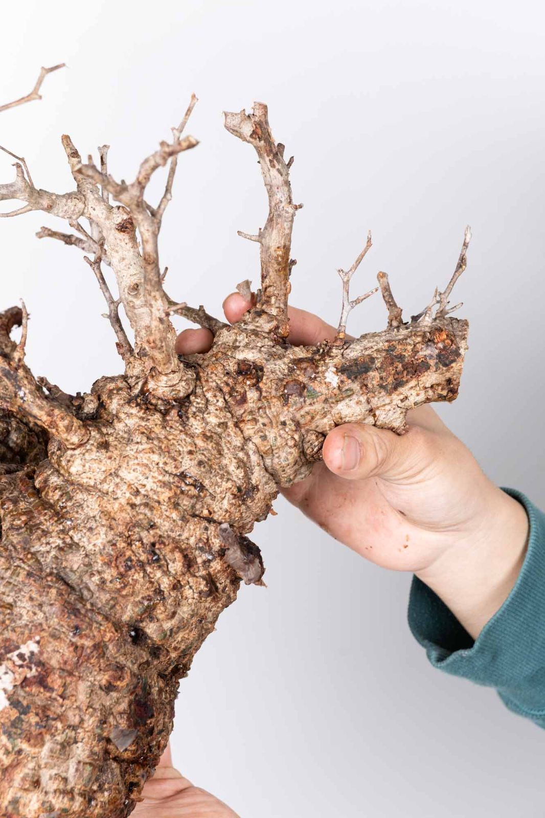 QP83 オペルクリカリア パキプス コーデックス ベアルート株 - メルカリ