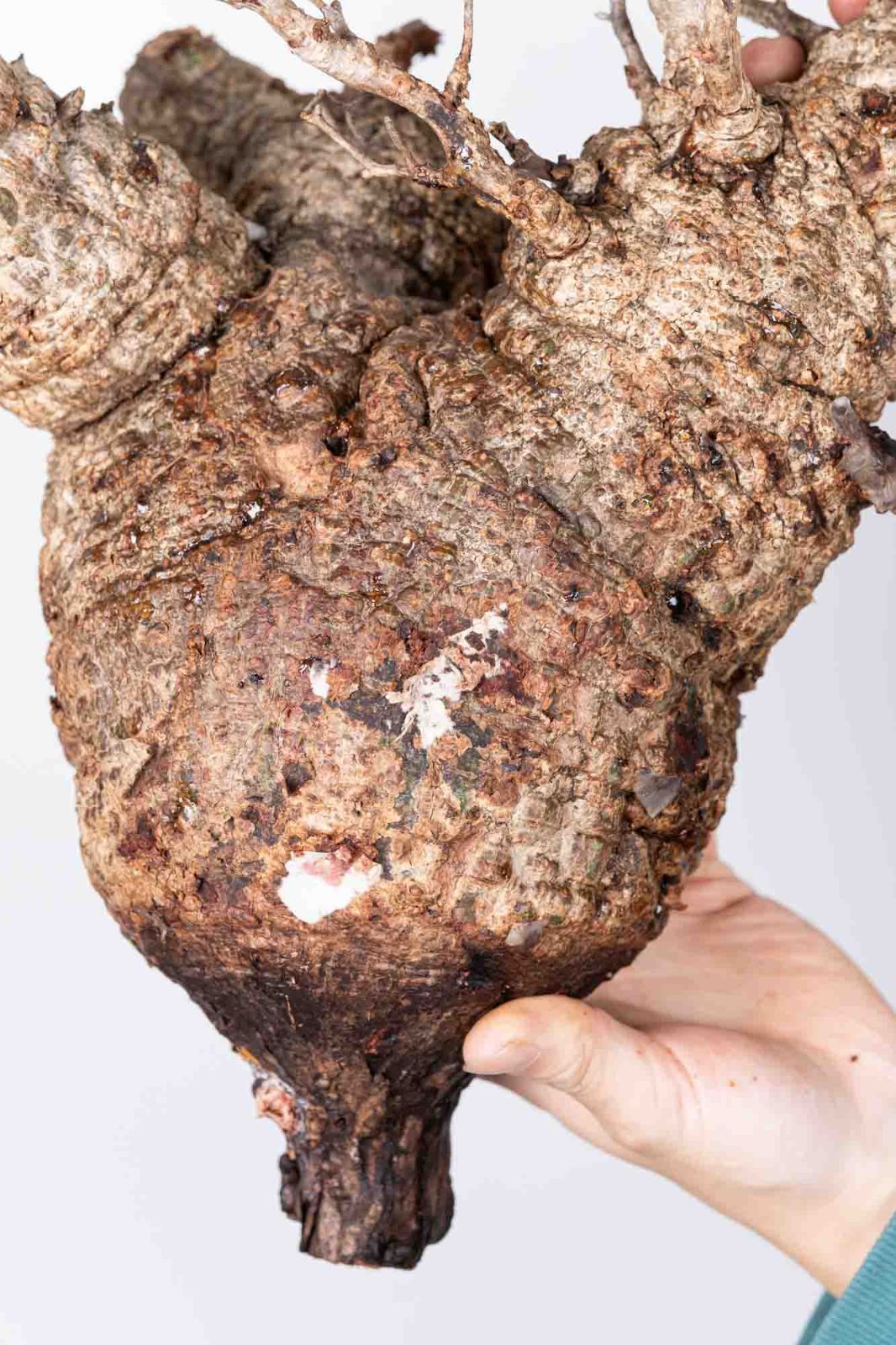 QP83 オペルクリカリア パキプス コーデックス ベアルート株 - メルカリ