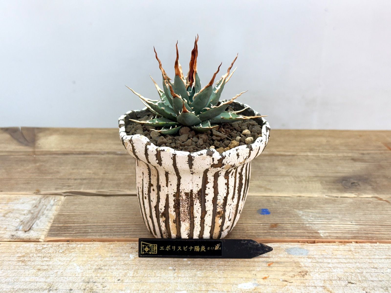超人気厳選‼︎ エボリスピナ陽炎 【中小株】【発根済】【作家鉢