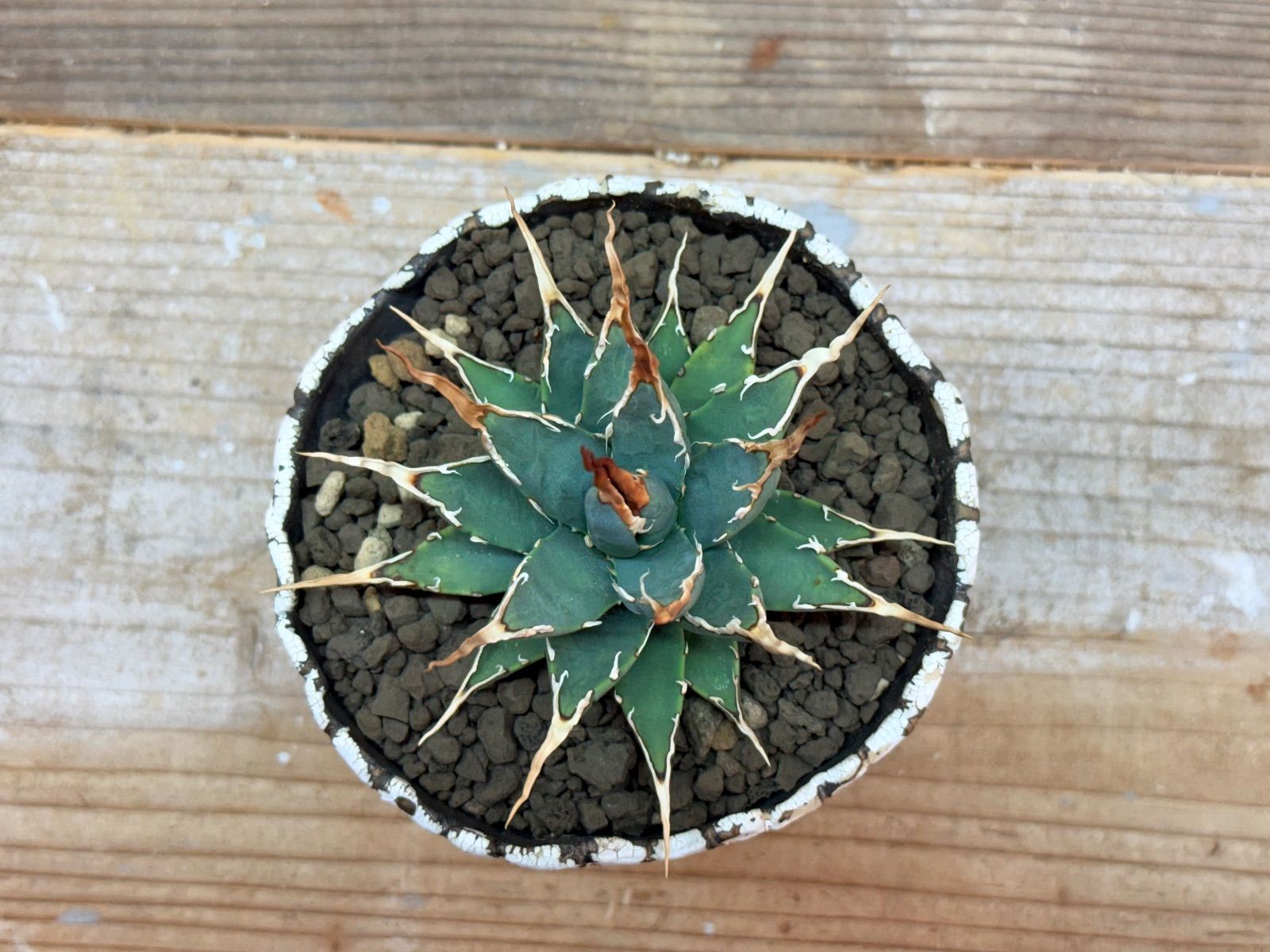 超人気厳選‼︎ エボリスピナ陽炎 【中小株】【発根済】【作家鉢