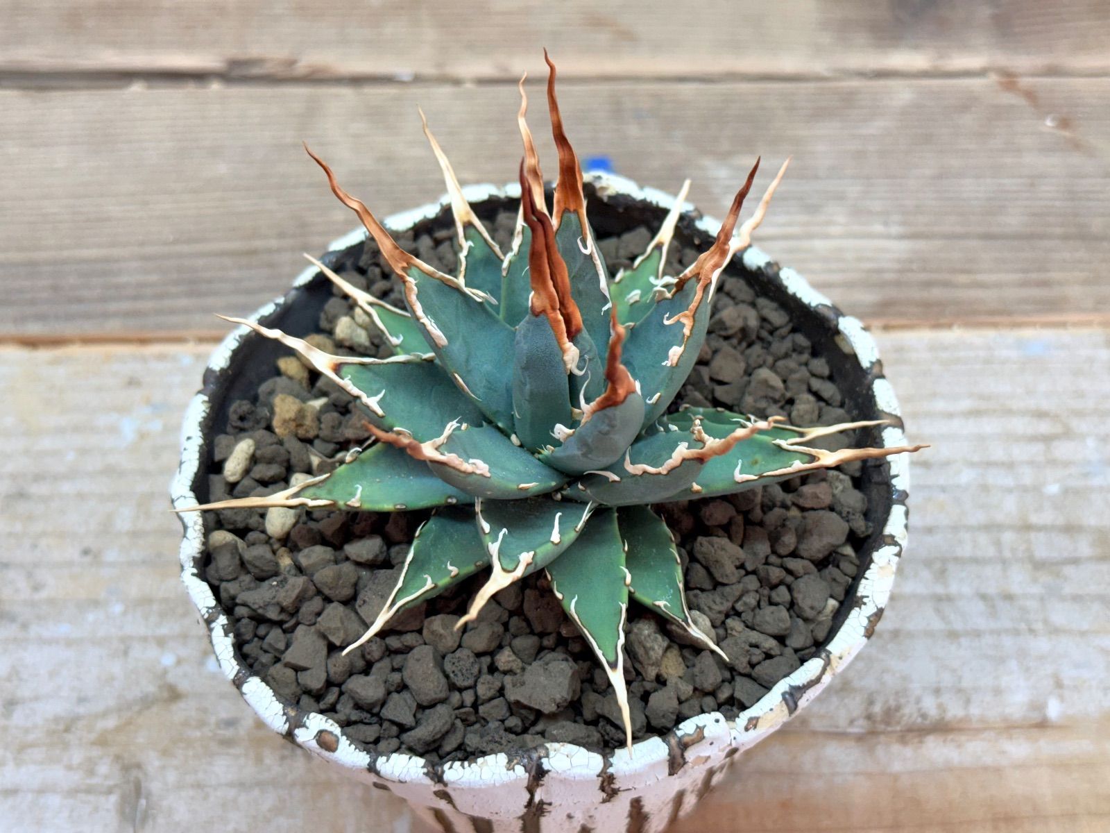 超人気厳選‼︎ エボリスピナ陽炎 【中小株】【発根済】【作家鉢