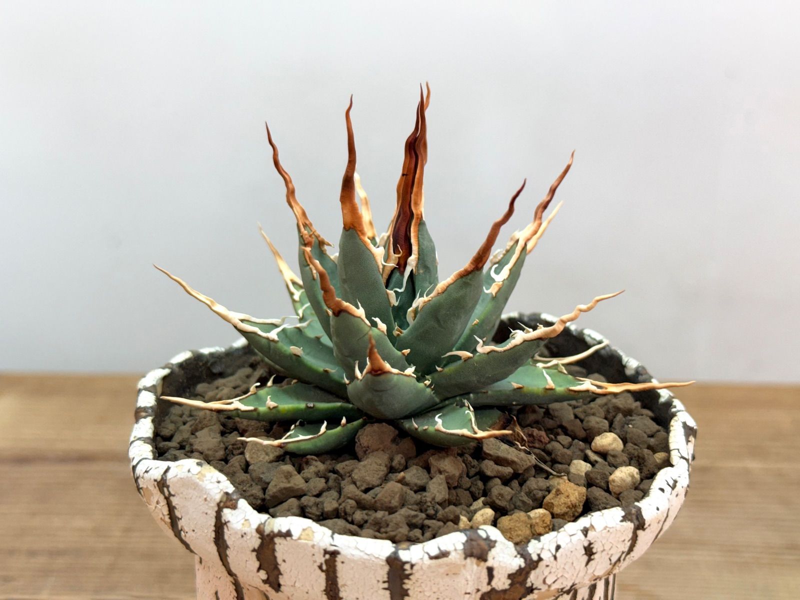 超人気厳選‼︎ エボリスピナ陽炎 【中小株】【発根済】【作家鉢