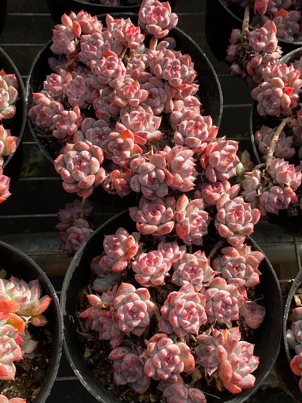 6株の抜き苗セット ピンクフラワー 多肉植物 佐川急便発送 エケベリア 韓国苗 ZZ 25