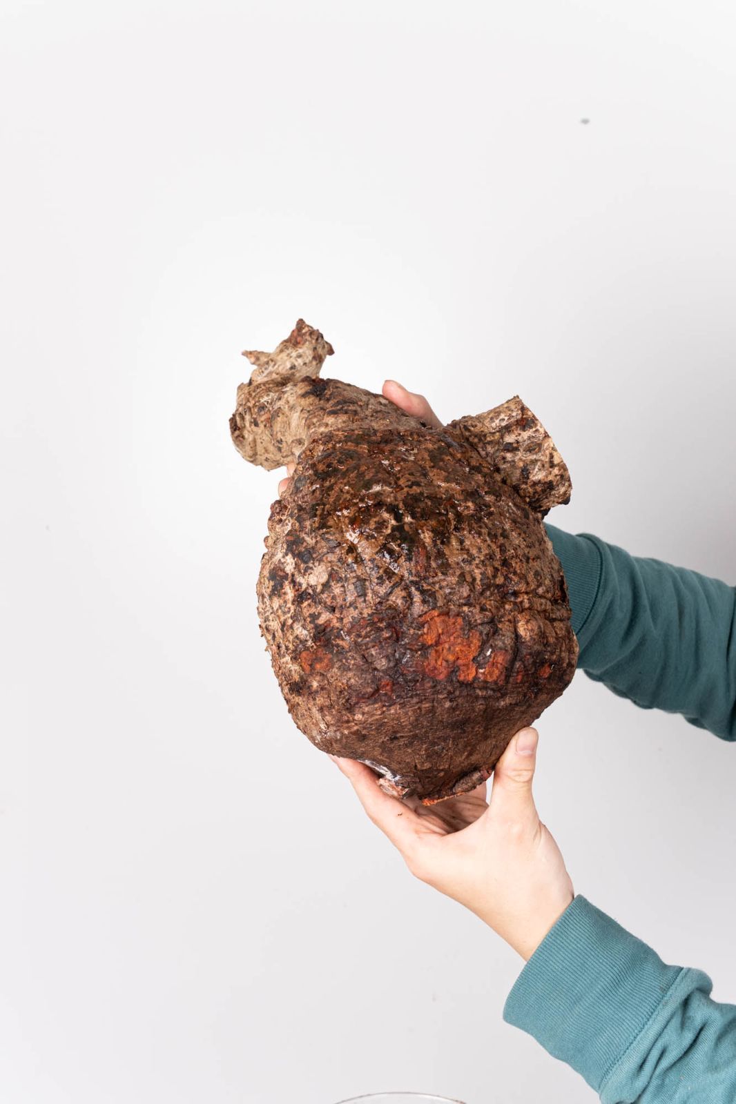 QP84 オペルクリカリア パキプス コーデックス ベアルート株 - メルカリ