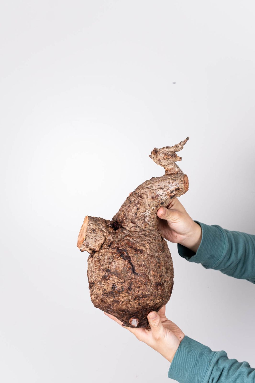 LP84 オペルクリカリア パキプス コーデックス ベアルート株 QP84 オペルクリカリア パキプス コーデックス ベアルート株 - メルカリ