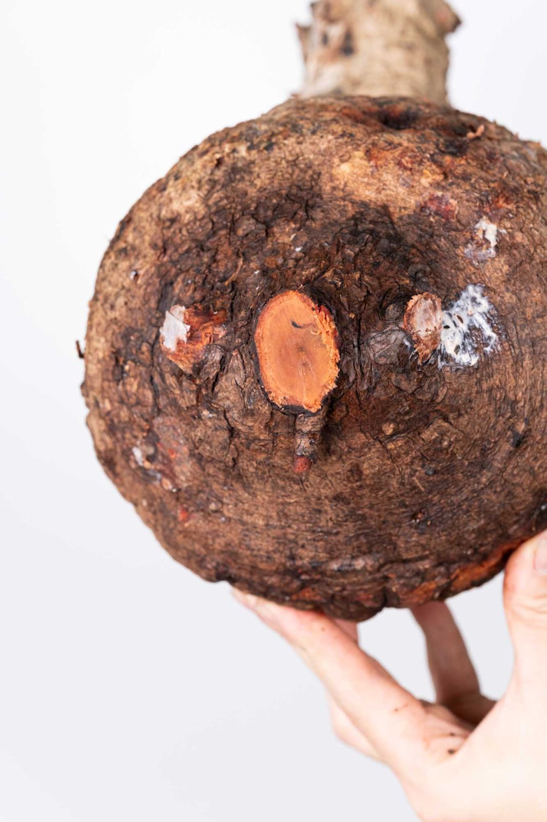 QP84 オペルクリカリア パキプス コーデックス ベアルート株 - メルカリ