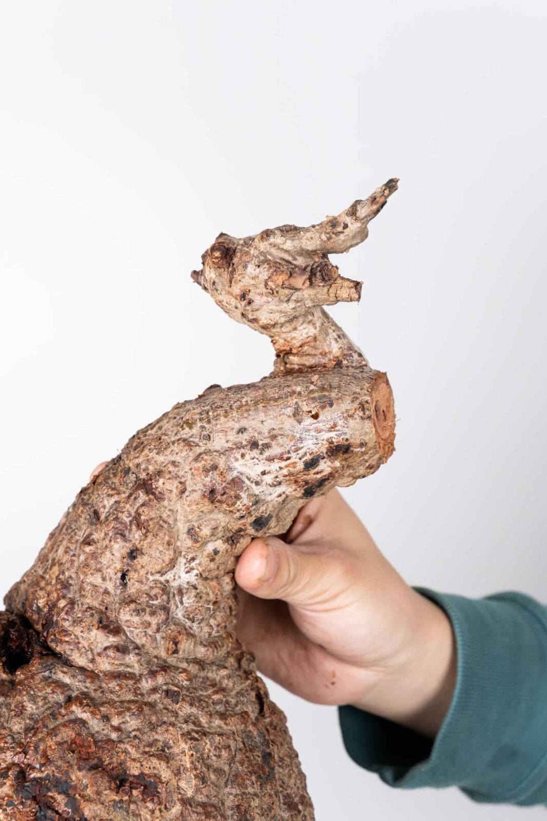 QP84 オペルクリカリア パキプス コーデックス ベアルート株 - メルカリ