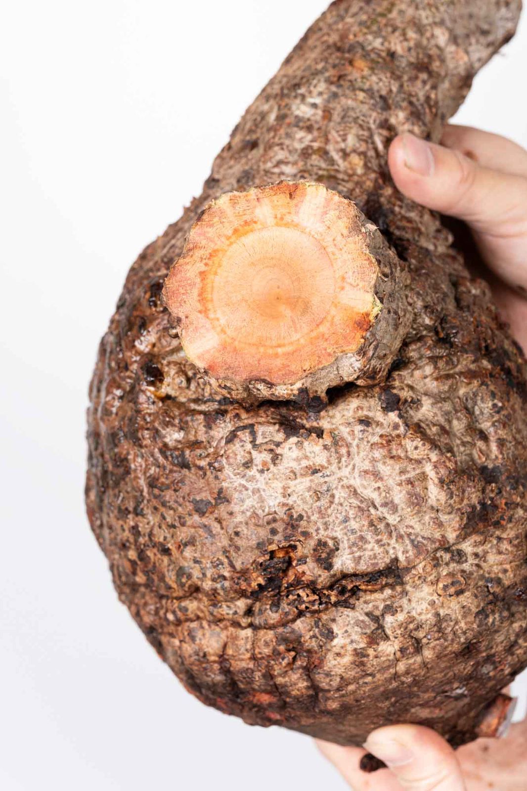 QP84 オペルクリカリア パキプス コーデックス ベアルート株 - メルカリ