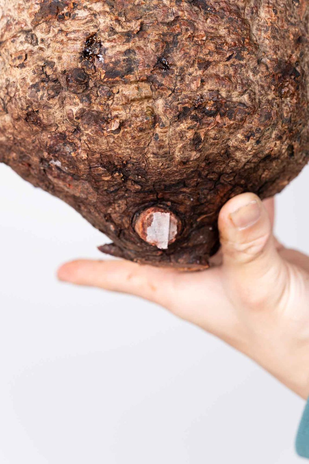 QP84 オペルクリカリア パキプス コーデックス ベアルート株 - メルカリ