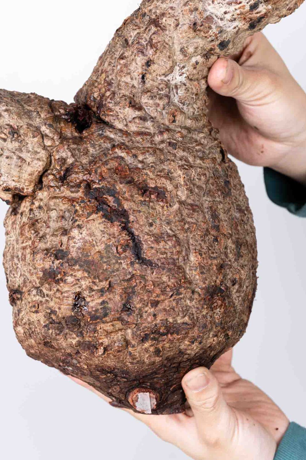 QP84 オペルクリカリア パキプス コーデックス ベアルート株 - メルカリ