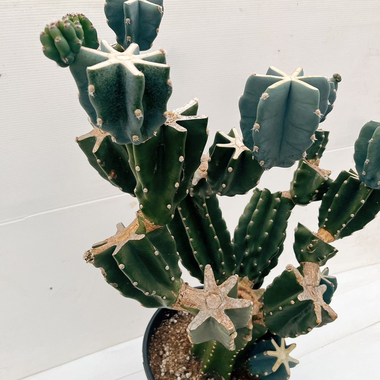 現品 柱サボテン 鬼面角 ブランチ 10号 観葉植物 室内 大型 おしゃれ 多肉植物 ユニーク