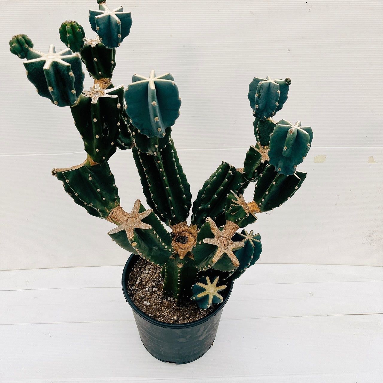 現品 柱サボテン 鬼面角 ブランチ 10号 観葉植物 室内 大型 おしゃれ 多肉植物 ユニーク