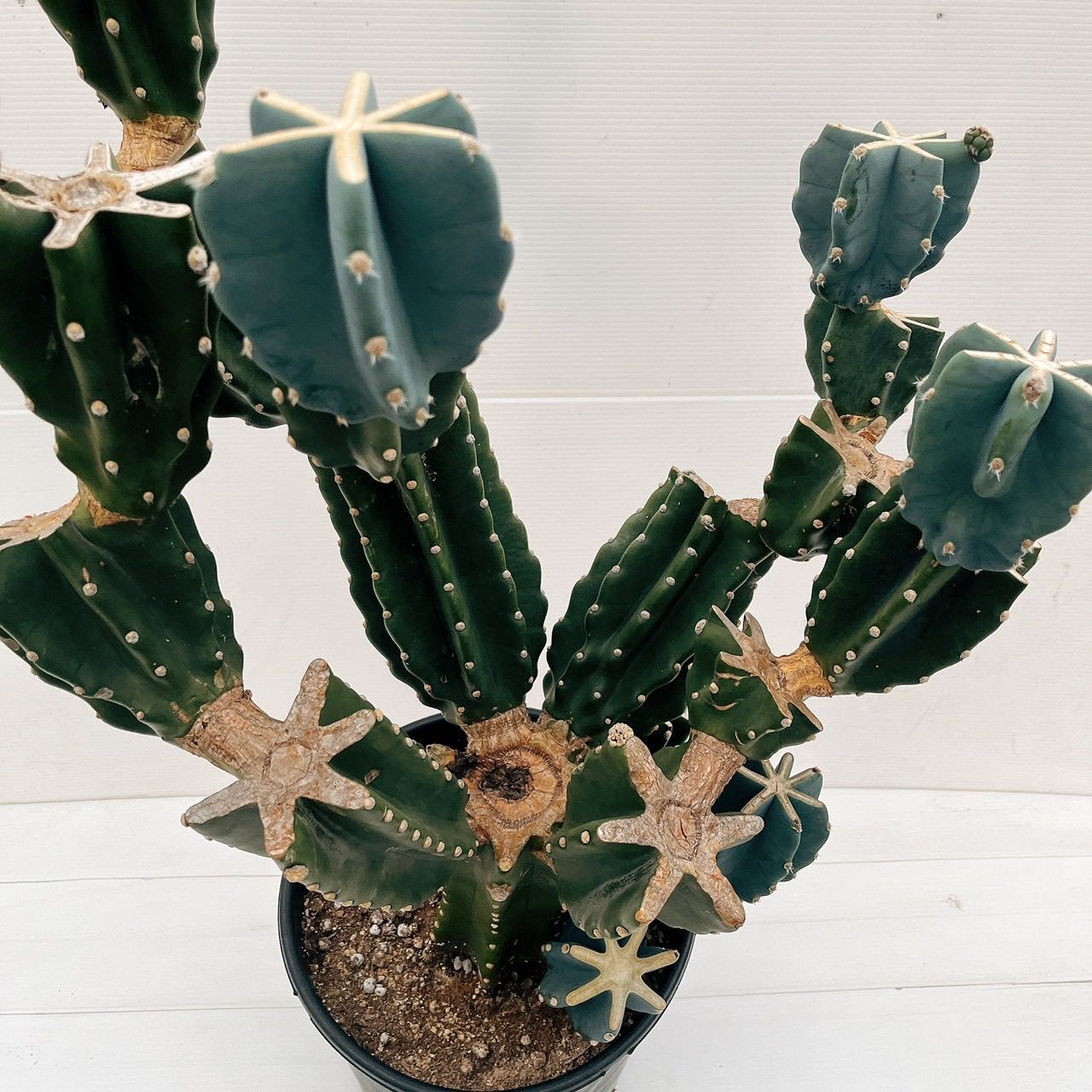 現品 柱サボテン 鬼面角 ブランチ 10号 観葉植物 室内 大型 おしゃれ 多肉植物 ユニーク