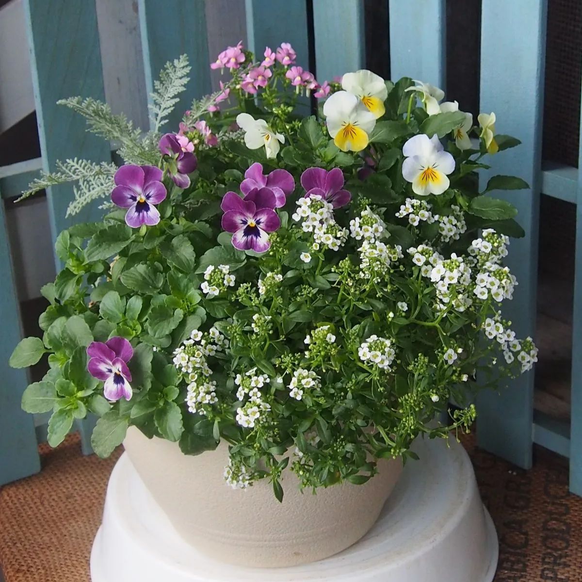 [④ワクワク♪春が楽しみ！球根鉢]チューリップ、ムスカリ、クロッカス！寄せ植え