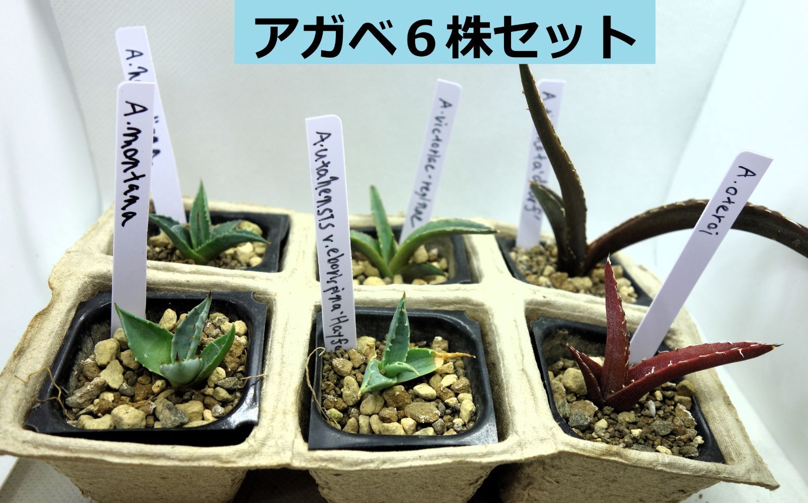 アガベ　実生　コレクション株 ラベル付き！アガベ実生 実生6種セットアソート9 - メルカリ