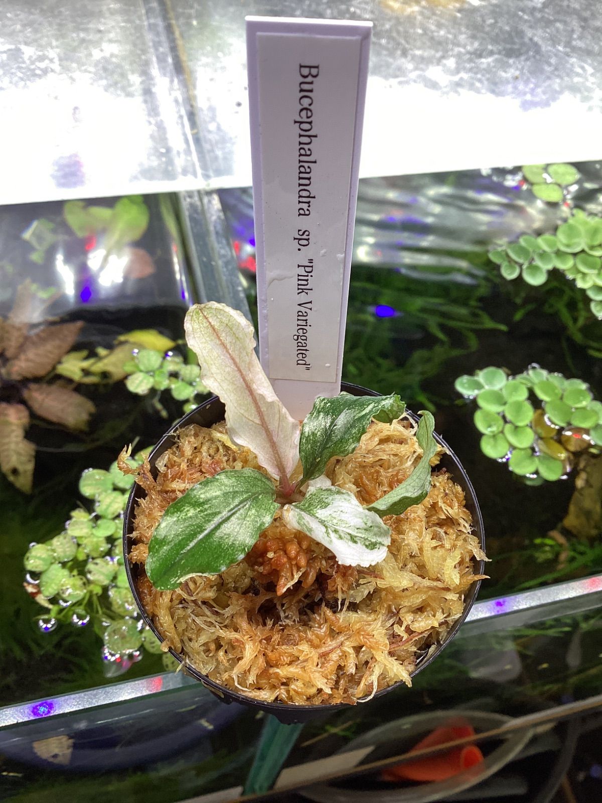 ブセファランドラ sp. ピンクバリエガータ - メルカリ