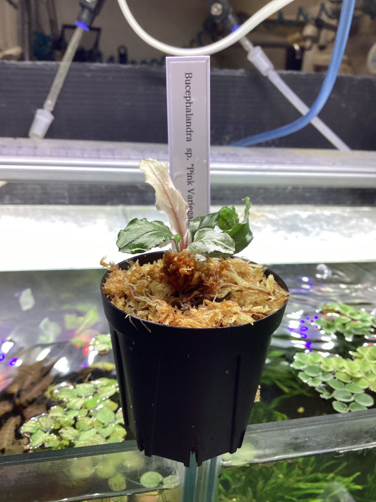 ブセファランドラ sp. ピンクバリエガータ - メルカリ