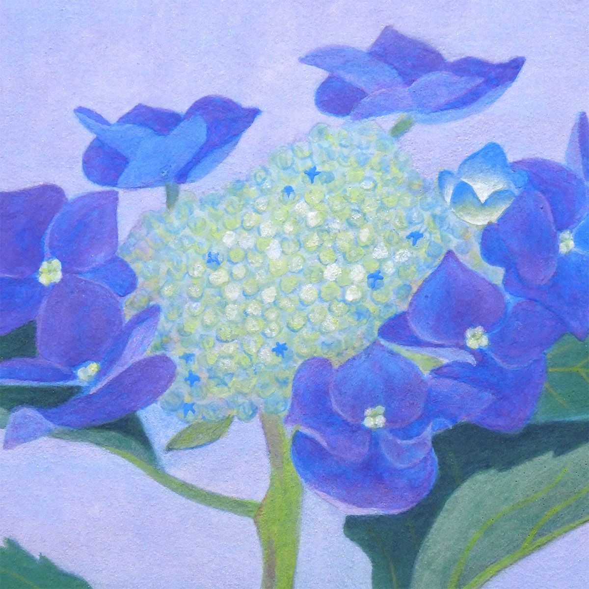 池田岬 がくあじさい 紙本彩色3号 静物画 共シール 花 華 植物 花鳥画