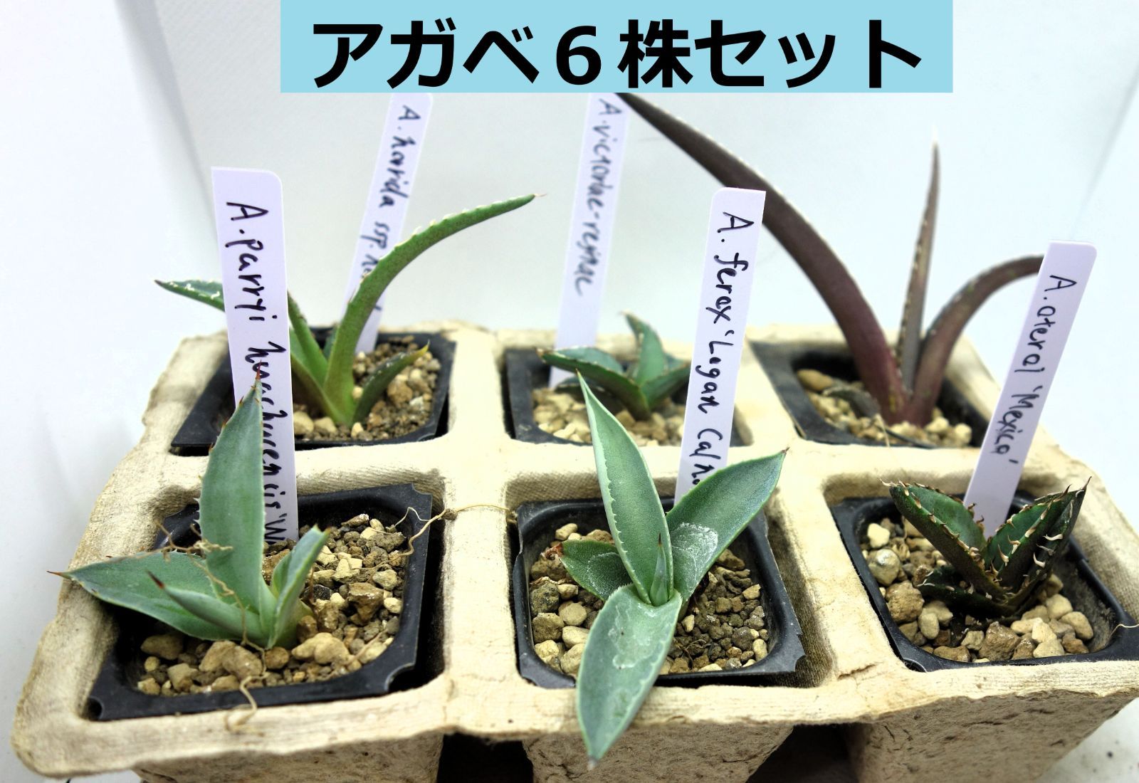 アガベ　実生　コレクション株 ラベル付き！アガベ実生 実生6種セットアソート8 - メルカリ