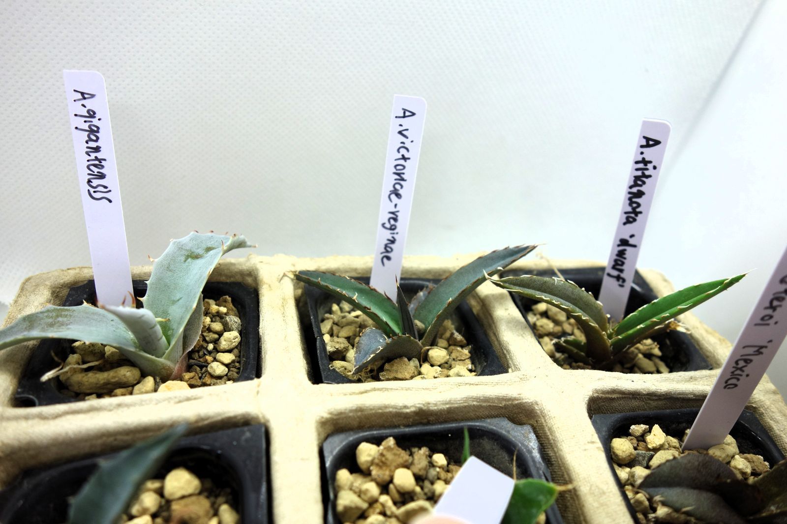 ラベル付き！アガベ実生 実生6種セットアソート2 - メルカリ