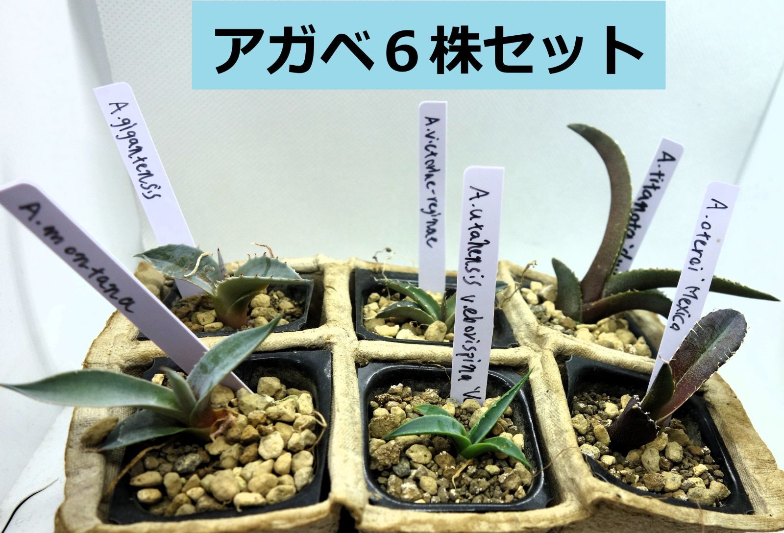 アガベ　実生 ラベル付き！アガベ実生 実生6種セットアソート6 - メルカリ