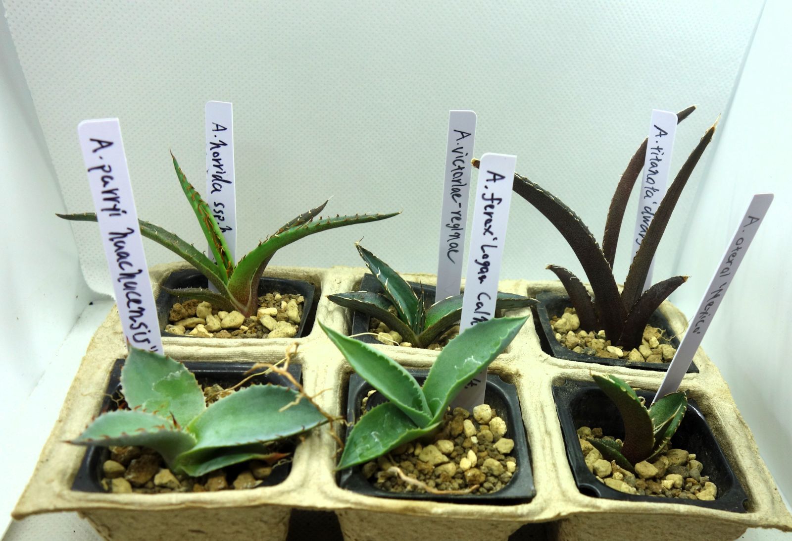 ラベル付き！アガベ実生 実生6種セットアソート10 - メルカリ