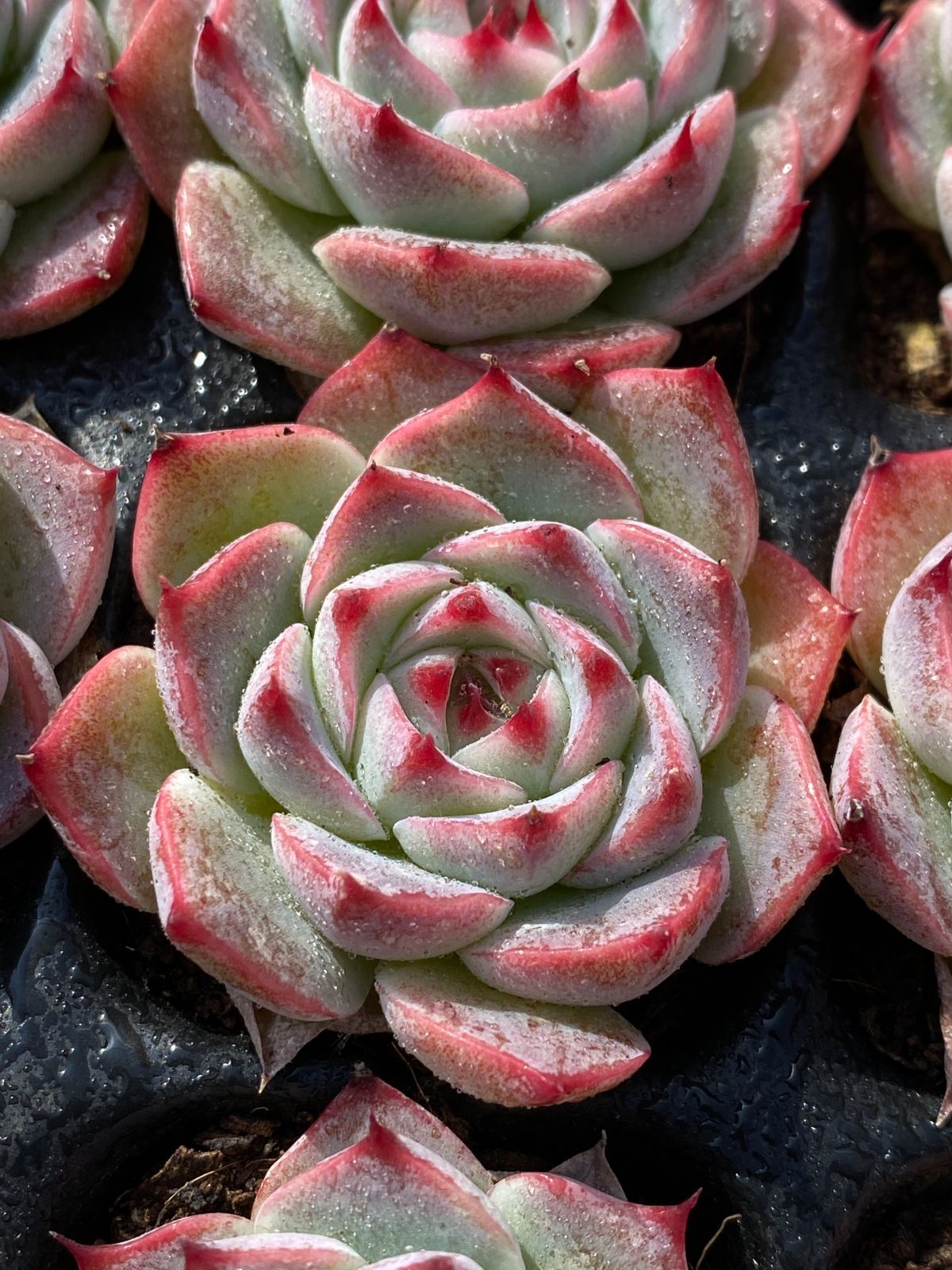 チワワ XP22 72苗 土付き 大人気セット 新入荷 サボテン 詰め合わせ