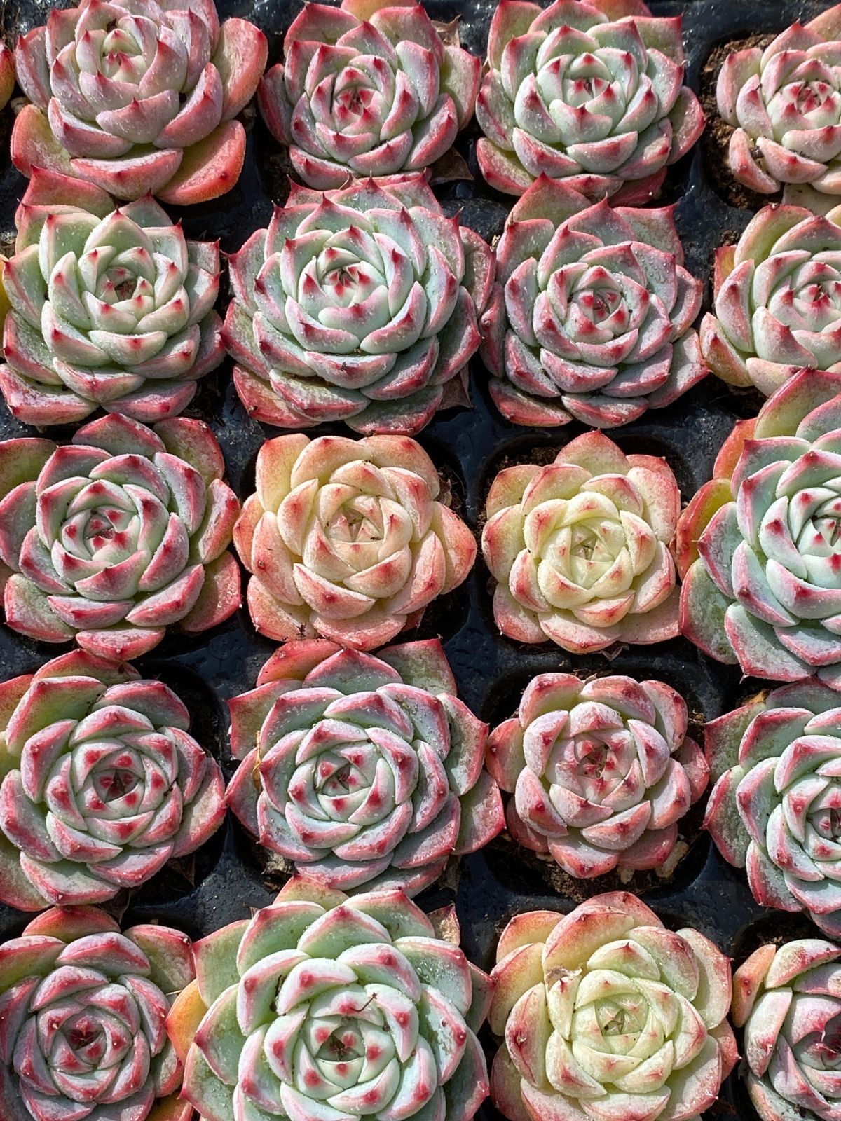 チワワ XP22 72苗 土付き 大人気セット 新入荷 サボテン 詰め合わせ