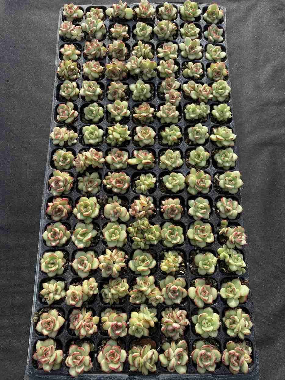 SALE！ SALE！ TM XQS75 105苗 土付き 大人気セット 新入荷 サボテン