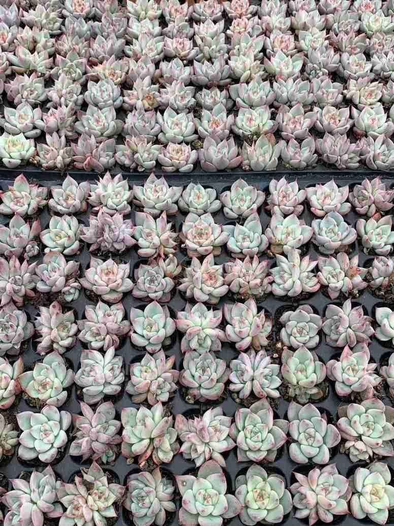 新入荷 XQS155×105苗 土付き 多肉植物 詰め合わせ エケベリア サボテン