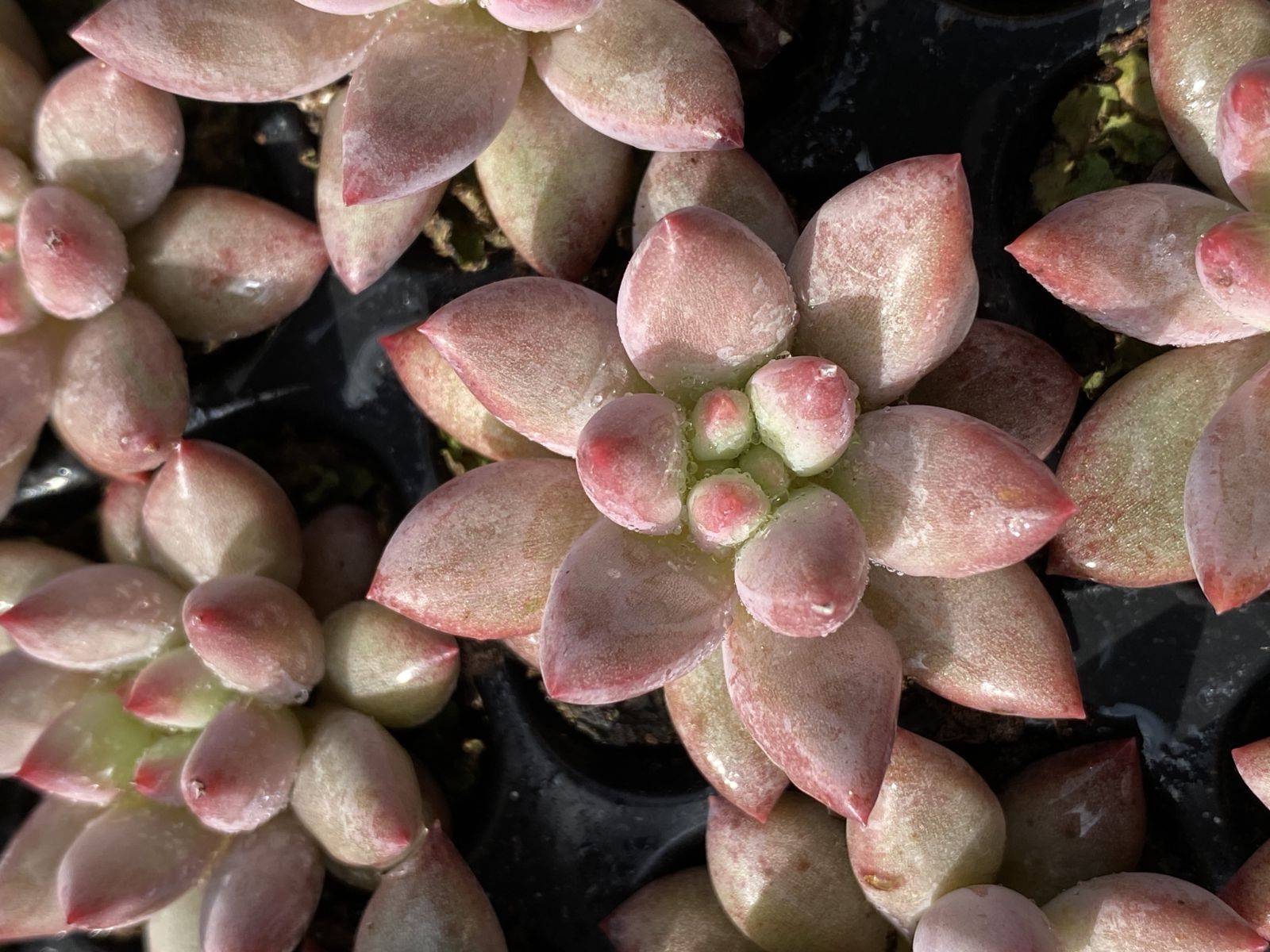 SOLD SALE！ SALE！ キンギョヒメ XQS100 105苗 土付き 大人気セット