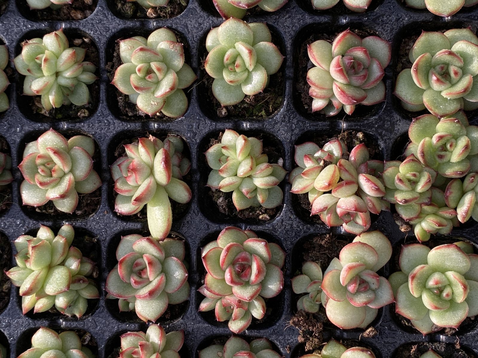 SALE！ SALE！ TM XQS75 105苗 土付き 大人気セット 新入荷 サボテン