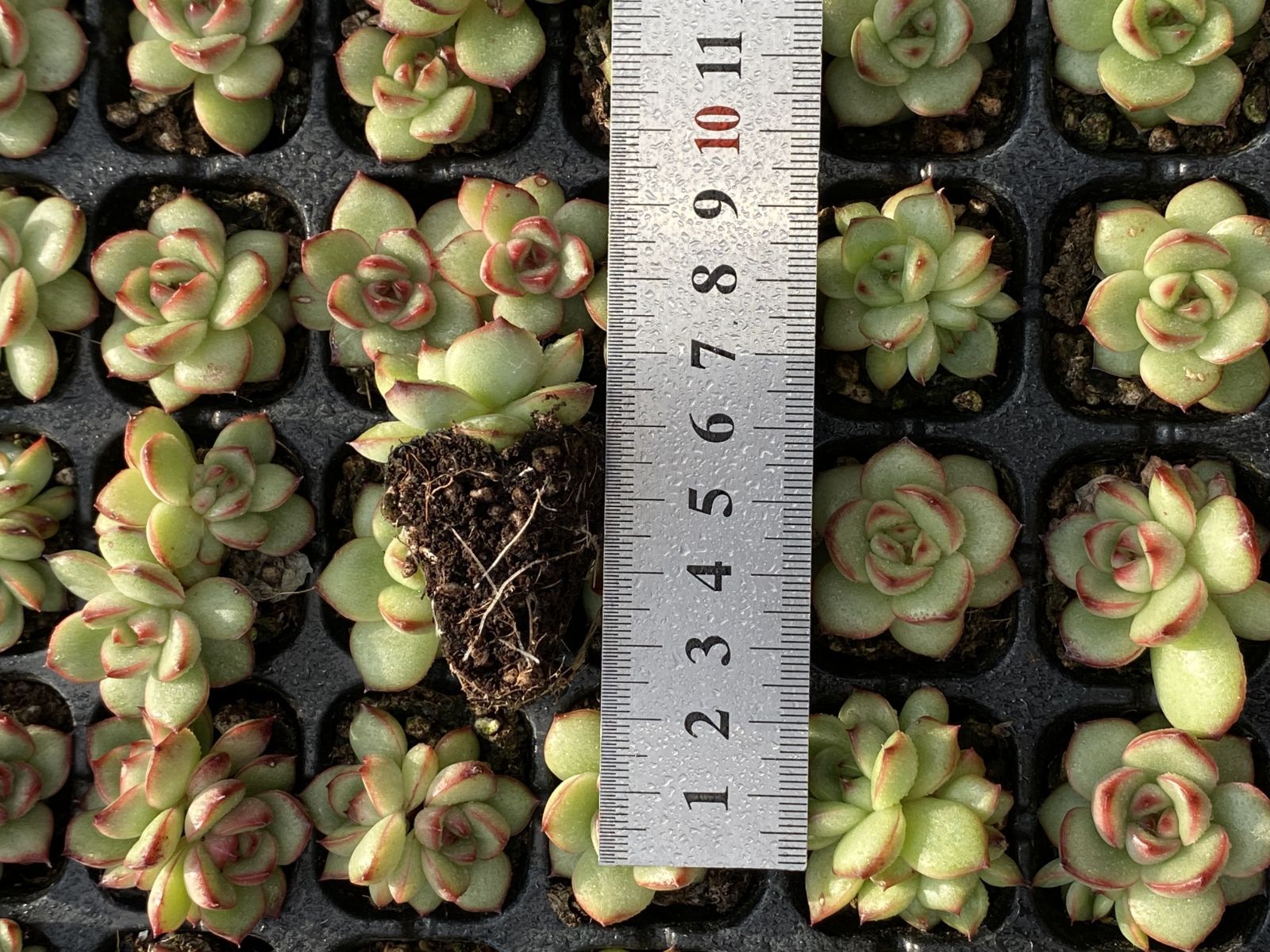 SALE！ SALE！ TM XQS75 105苗 土付き 大人気セット 新入荷 サボテン