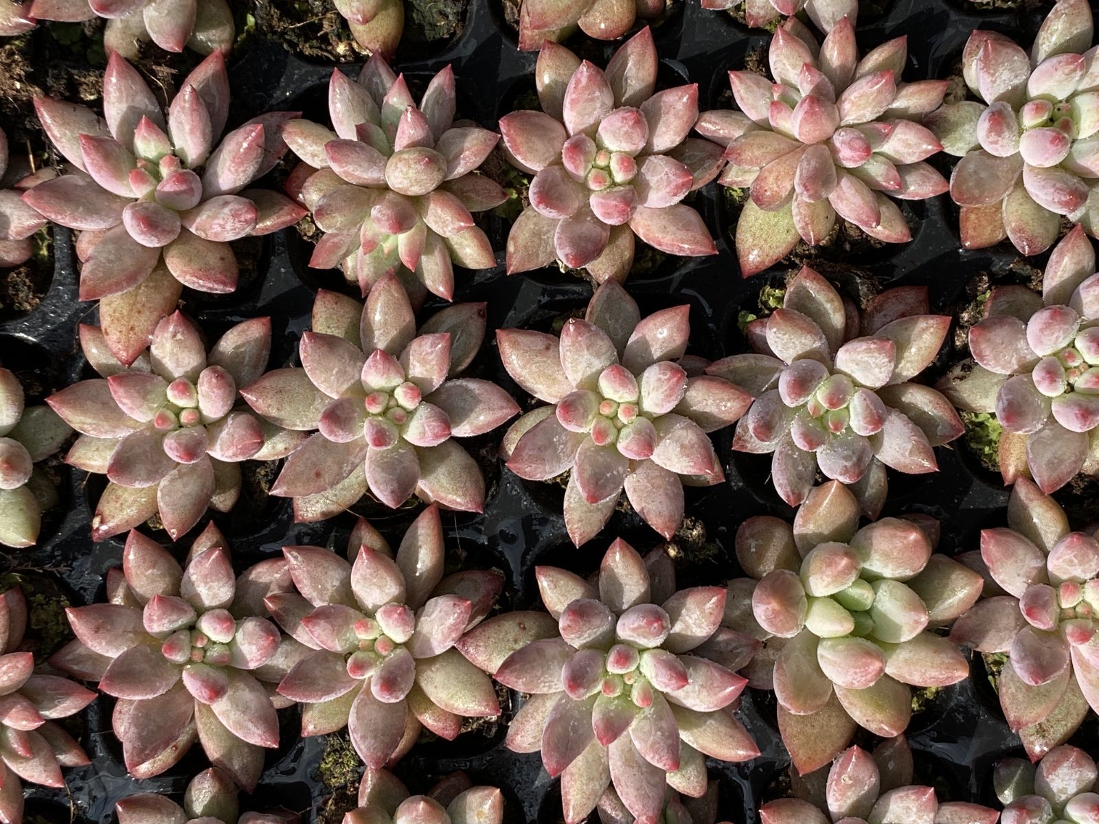 SOLD SALE！ SALE！ キンギョヒメ XQS100 105苗 土付き 大人気セット