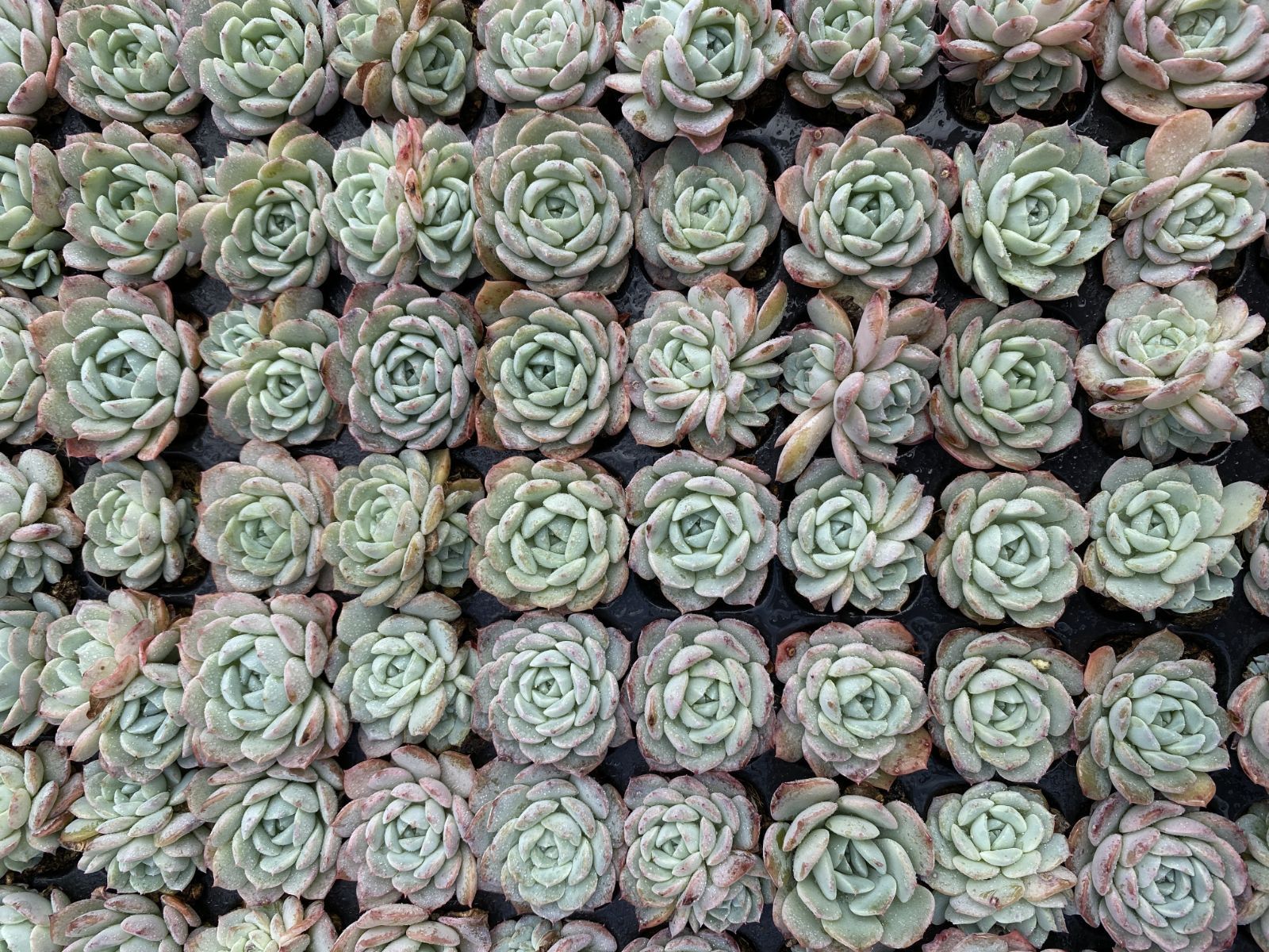 SALE！ SALE！ バンサ XQS53 105苗 土付き 大人気セット 新入荷