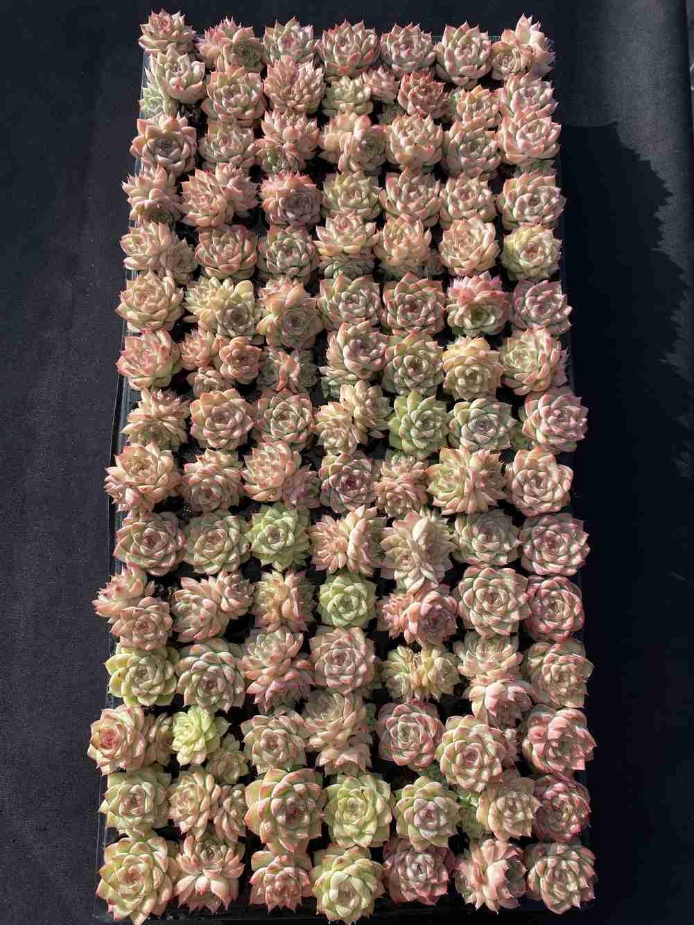 ブラックフライデー限定価格】XQS40 トウクンバイオウ 105苗 セット 土