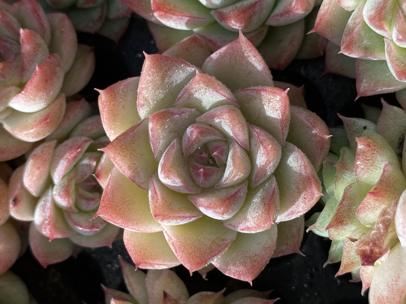 ブラックフライデー限定価格】XQS40 トウクンバイオウ 105苗 セット 土