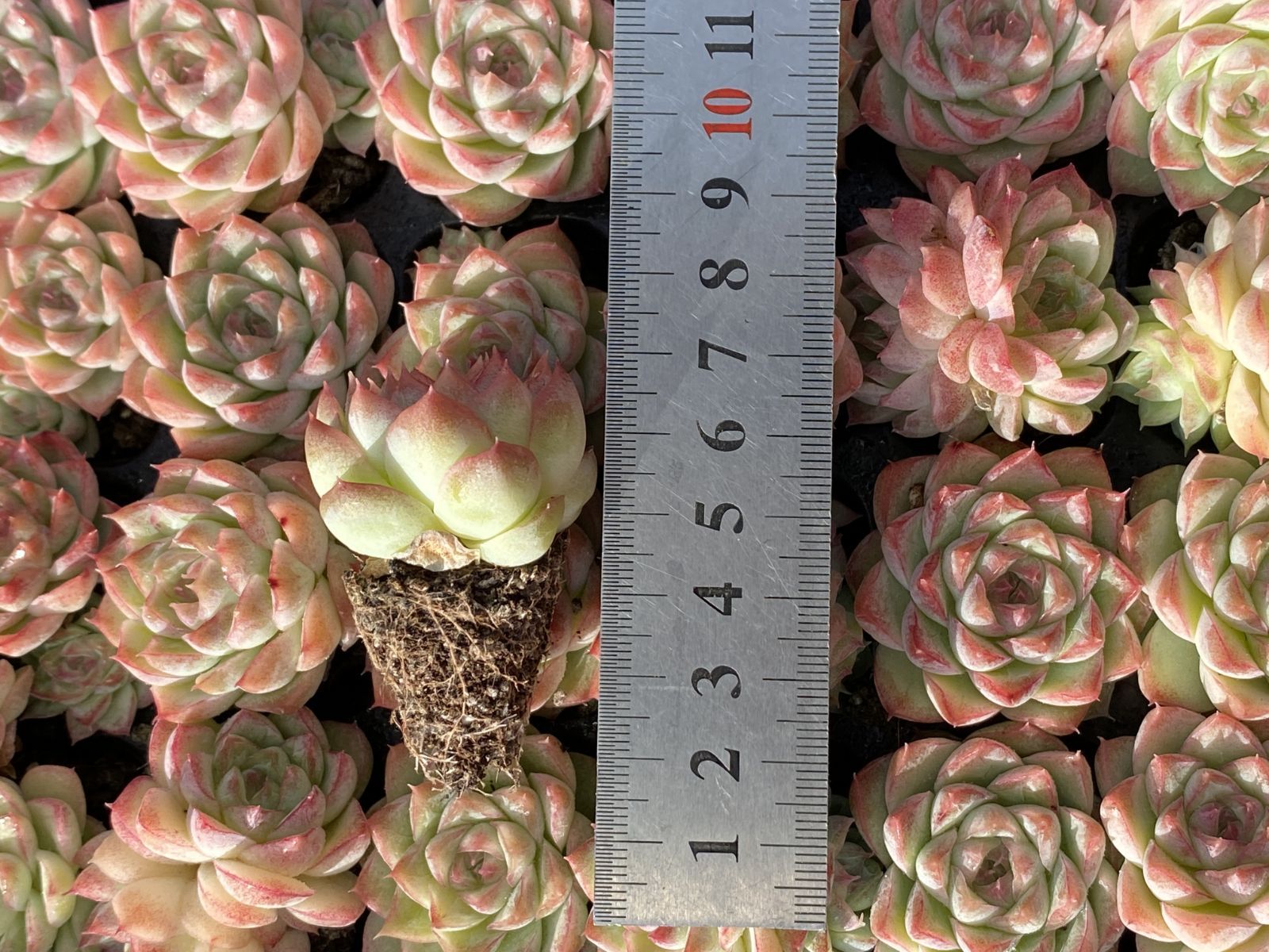 ブラックフライデー限定価格】XQS40 トウクンバイオウ 105苗 セット 土