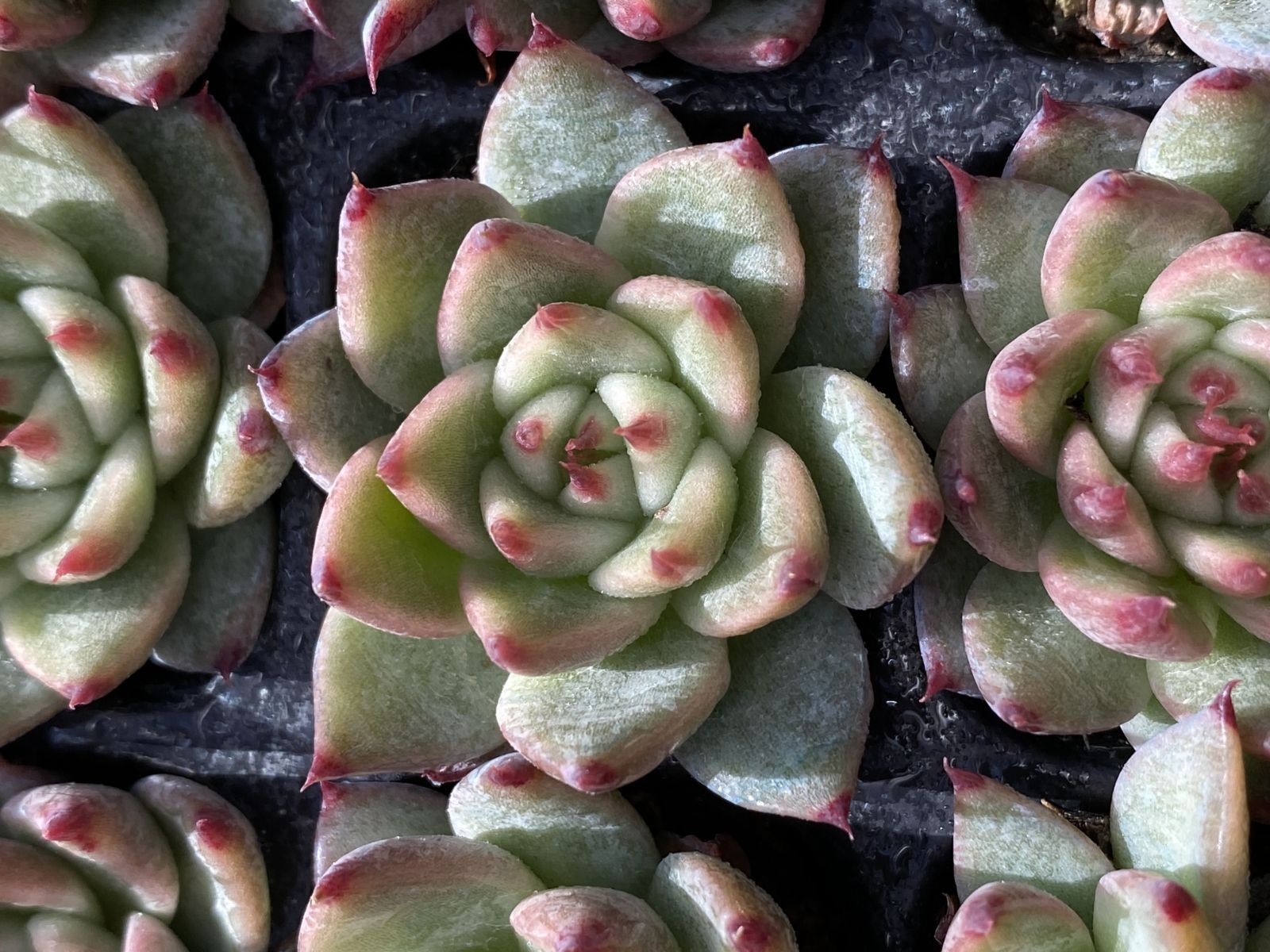 ブラックフライデー限定価格】XQS42 トスカネッリ 105苗 セット 土と