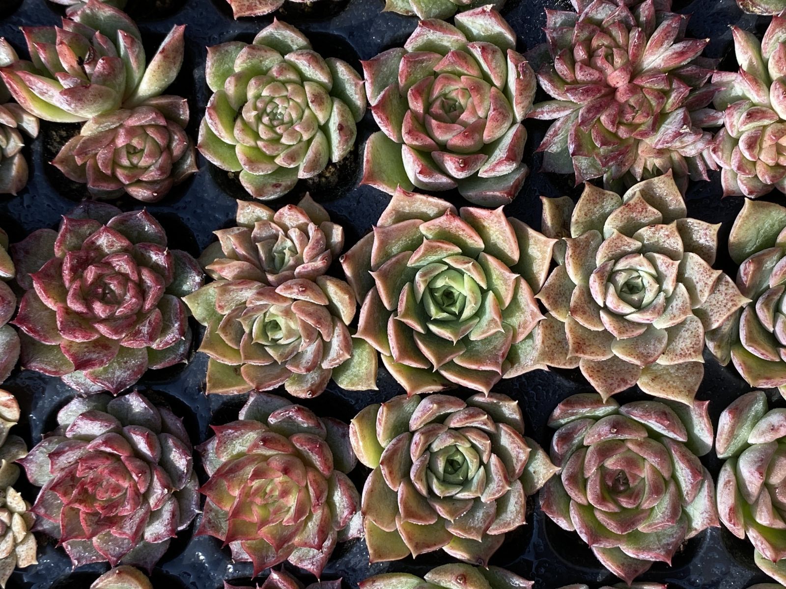 ブラックフライデー限定価格】XQS6 チビボラ 105苗 セット 土と根付き