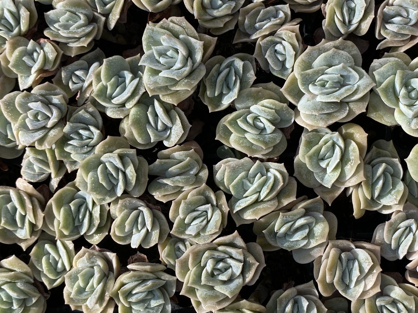 ブラックフライデー限定価格】XQS20 ラブリーローズ 105苗 セット 土と