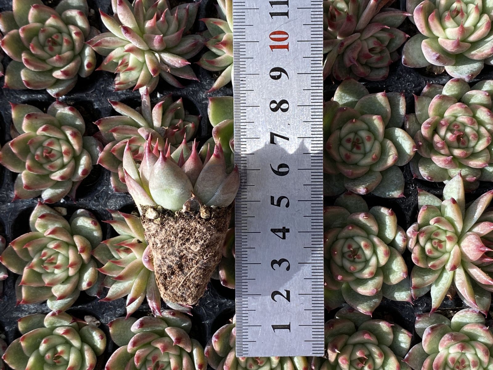 ブラックフライデー限定価格】XQS42 トスカネッリ 105苗 セット 土と