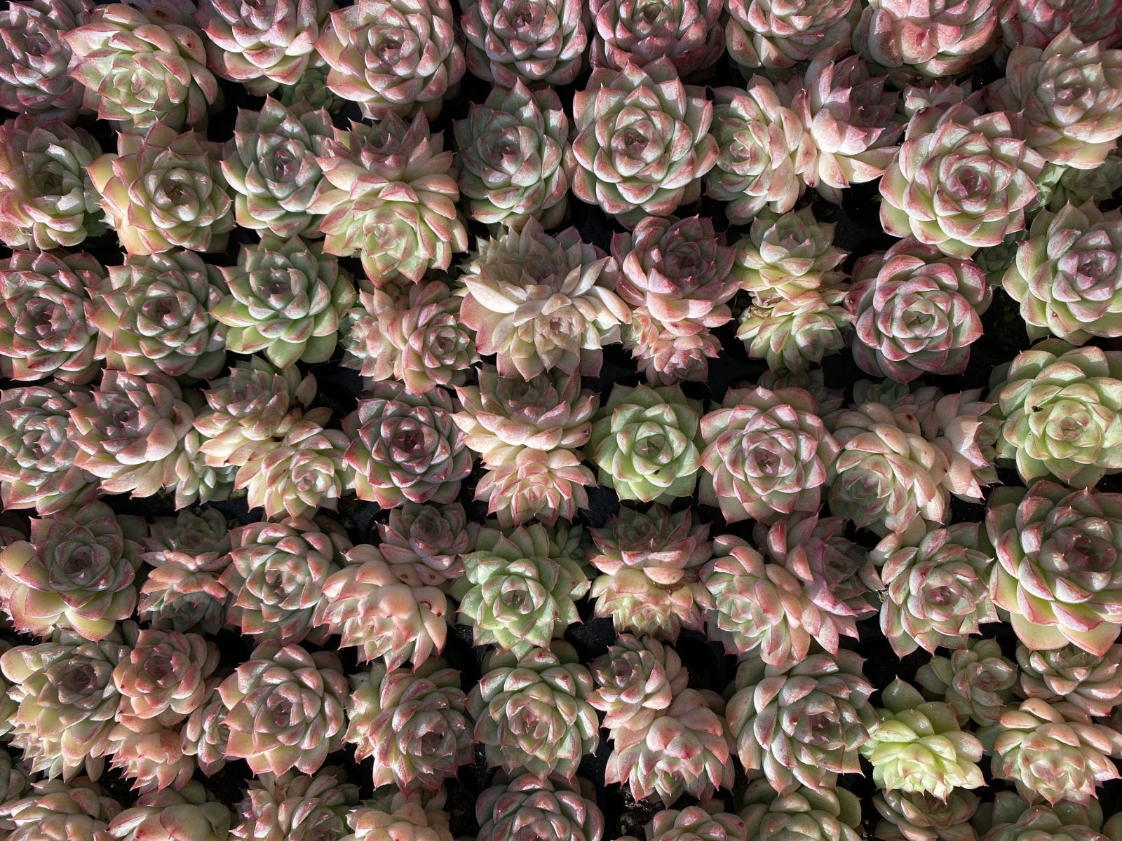 ブラックフライデー限定価格】XQS40 トウクンバイオウ 105苗 セット 土