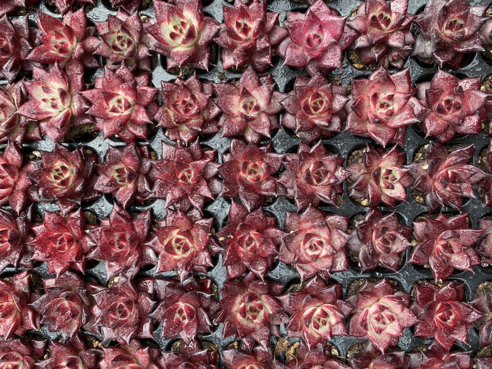 ブラックフライデー限定価格】XQS10 ロビン 105苗 セット 土と根付き