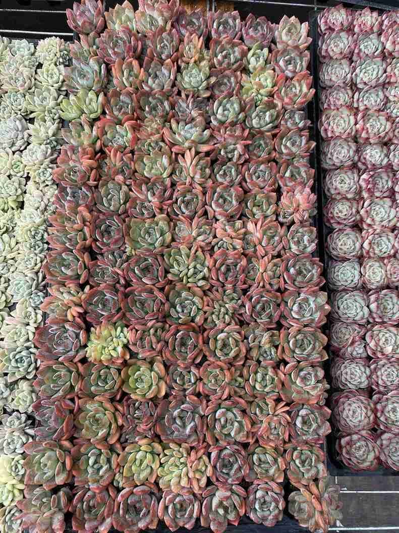 ブラックフライデー限定価格】XQS67 オールスター 105苗 セット 土と